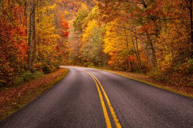 Büyük Smoky Dağları 'ndaki Blue Ridge Parkway boyunca renkli bir sonbahar yolculuğu. Sonbahar renklerinde orman yaprakları renk değiştiriyor.