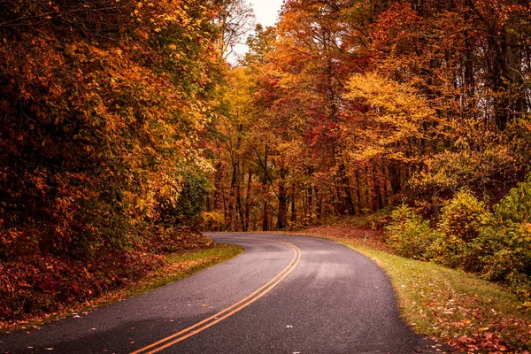 Colorful curve in road along Blue Ridge Parkway during peak fall color with changing leaves of green, yellow, orange and red