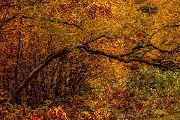 Close up of trees in forest along the Blue Ridge Parkway in the Smoky Mountains with brightly colored leaves of green, yellow, orange and red