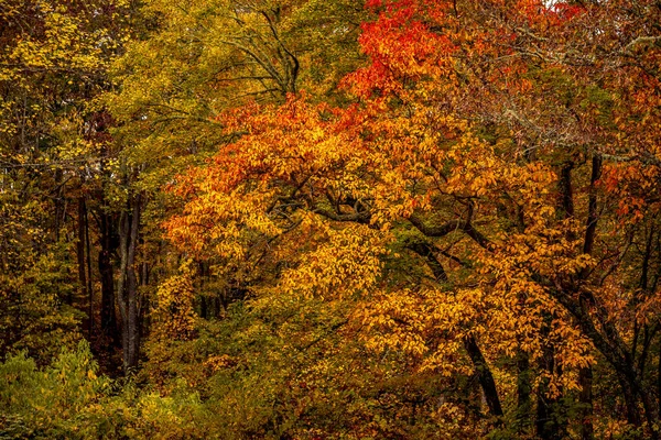 Πολύχρωμη Φθινοπωρινή Δασική Σκηνή Φύλλα Που Αλλάζουν Χρώματα Πράσινου Κίτρινου — Φωτογραφία Αρχείου