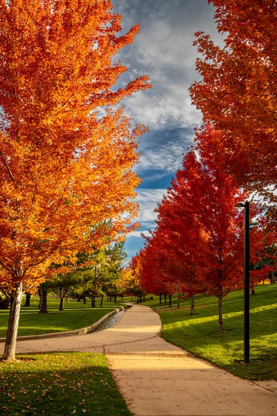 Tree lined cement walkway in urban park on sunny fall evening and trees in brilliant full fall colors of reds, oranges and yellows