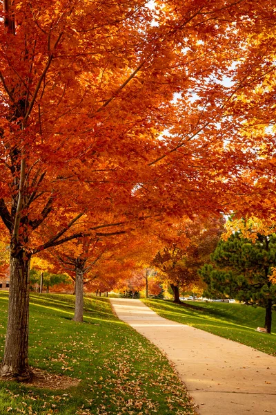 Ένα Μονοπάτι Στο Αστικό Πάρκο Γεμάτο Υπέροχα Χρωματιστά Δέντρα Φύλλα — Φωτογραφία Αρχείου