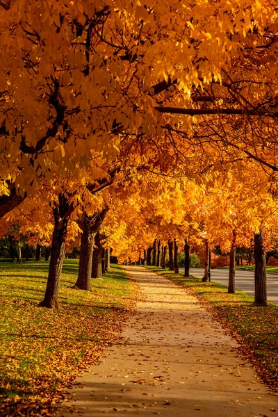 Popioły Wyłożone Cementową Ścieżką Miejskim Parku Ciepły Słoneczny Jesienny Wieczór — Zdjęcie stockowe
