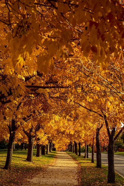 Ścieżka Spacerowa Wyłożona Drzewami Parku Miejskim Słoneczny Jesienny Wieczór Popiołem — Zdjęcie stockowe