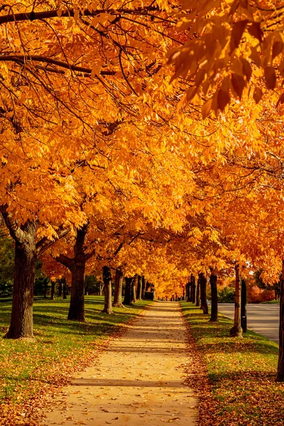 Chemin Randonnée Ciment Bordé Feuilles Changeantes Frênes Éclairées Par Soleil — Photo