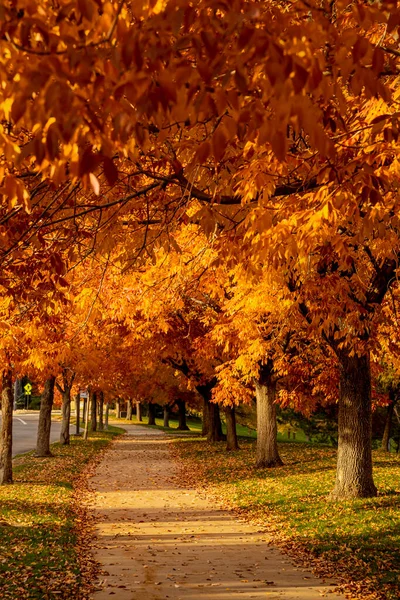 Ясень Светится Вечерним Солнцем Теплым Осенним Вечером Вдоль Пешеходной Дорожки — стоковое фото