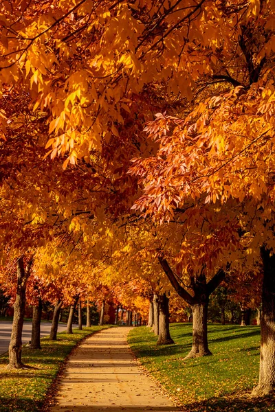 Sendero Curvado Cemento Forrado Con Fresnos Que Están Cambiando Color — Foto de Stock