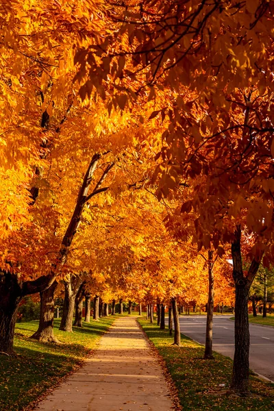 Pasarela Parque Urbano Bordeado Fresnos Cambiando Color Para Temporada Otoño — Foto de Stock