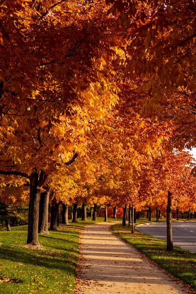 An ash tree lined walking path in an urban park on a sunny fall evening with trees in full fall color