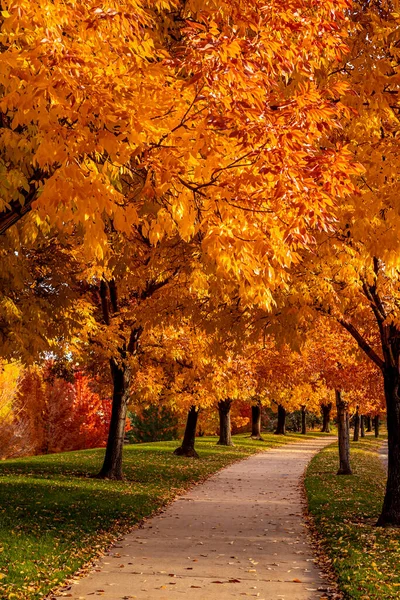 Miejski Park Scena Jesiennym Wieczorze Drzewem Wyłożonym Ścieżką Spaceru Pełnych — Zdjęcie stockowe
