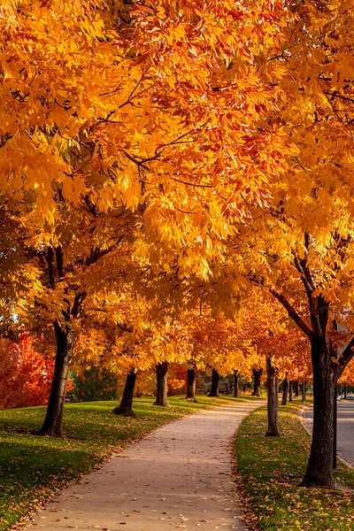 Zakrzywiony Chodnik Cementowy Wyłożony Kolorowymi Jesionami Pełnym Jesiennym Kolorze Oświetlonym — Zdjęcie stockowe
