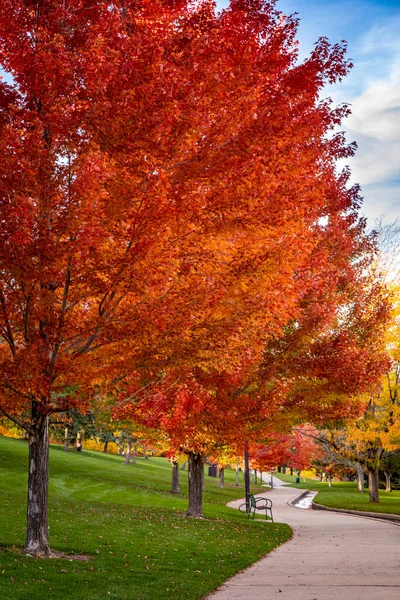 A curved walking path lined with bright red maple trees changing color for autumn season in an urban park setting