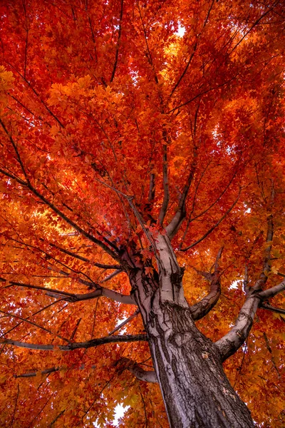 Красный Клен Полном Осеннем Цвете Освещенный Вечерним Солнцем Стволом Дерева — стоковое фото