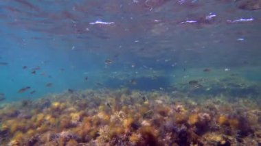 Su altında yüzen balıklar