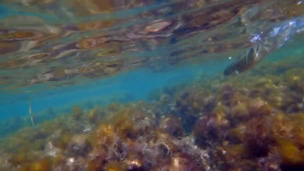 Peces nadando bajo el agua — Vídeo de stock