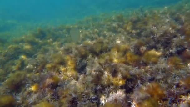 Underwater shot — Stock Video