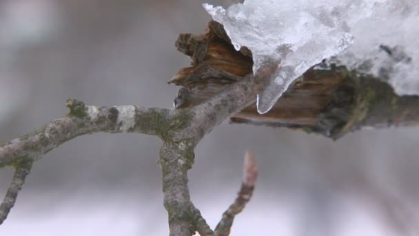 Planten met vorst — Stockvideo