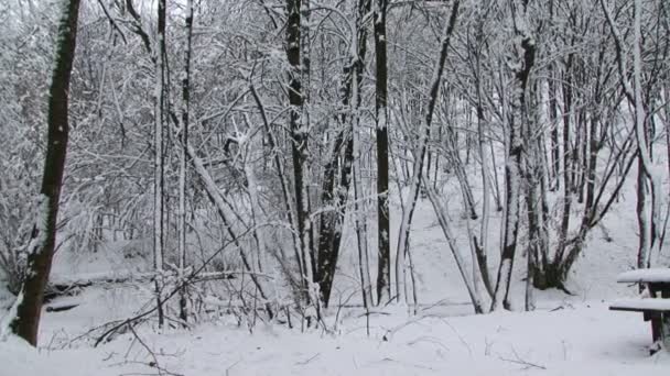 冬季公园 — 图库视频影像