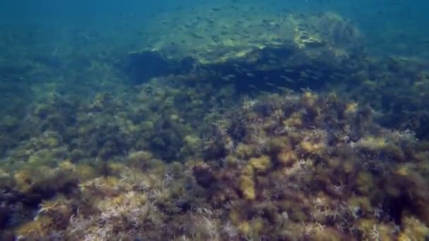 Peces nadando bajo el agua — Vídeos de Stock