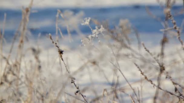 Karla kaplı bitkiler — Stok video