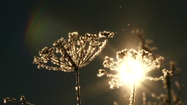 霜のある植物 — ストック動画