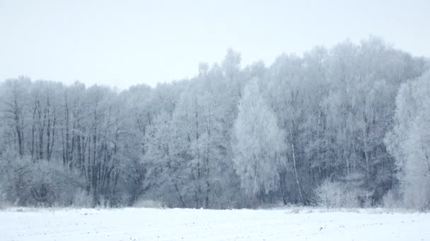 Invierno nieve paisaje — Vídeo de stock