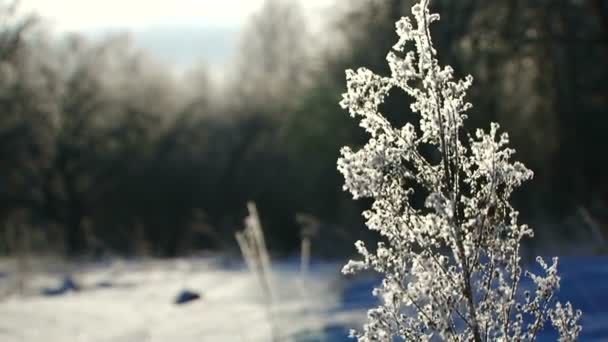 Planten met vorst — Stockvideo