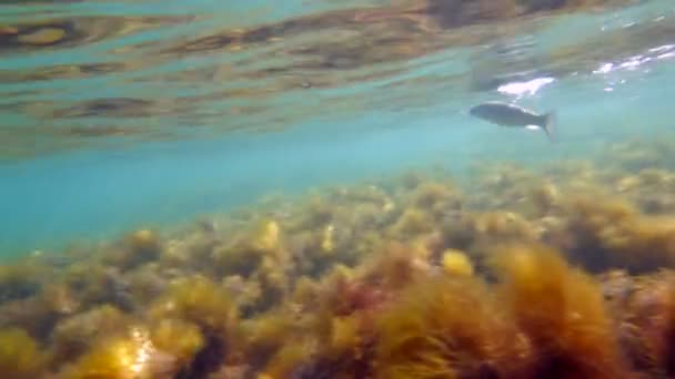 Рыбы плавают под водой — стоковое видео