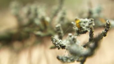 ağaç dalı yakın çekim