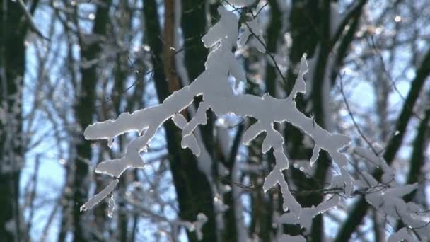 Parque de Inverno — Vídeo de Stock