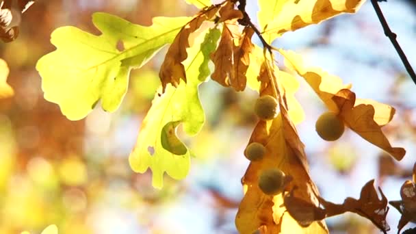 Hojas de roble amarillo soplando el viento — Vídeos de Stock