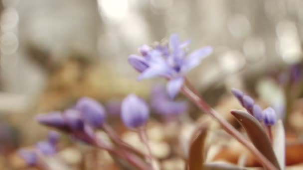 Primeras flores de primavera — Vídeos de Stock