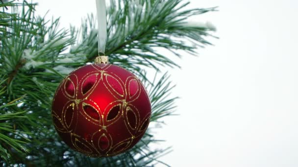 Close up of christmas ball on a fir tree branch — Stock Video