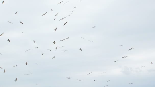 Vuelo de una bandada de aves — Vídeos de Stock