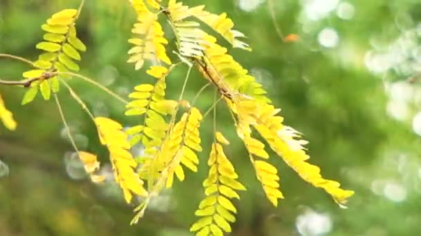 Hojas de otoño soplando en el viento — Vídeo de stock