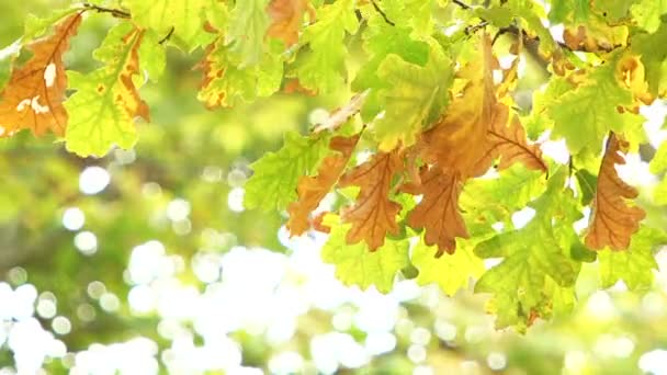 Gul oaken lämnar blåser vinden — Stockvideo