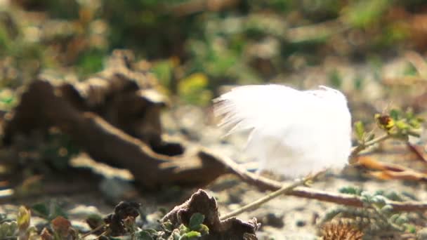 Plumes d'oiseaux sur le sol 