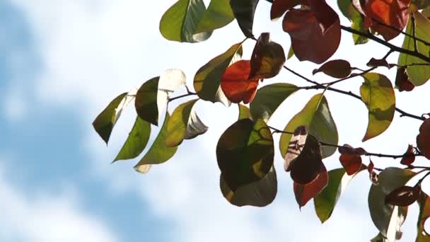 Branch with fall leaves — Stock Video