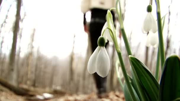 Snowdrops — Αρχείο Βίντεο