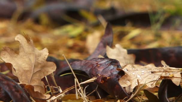 Feuilles d'automne sur le sol 