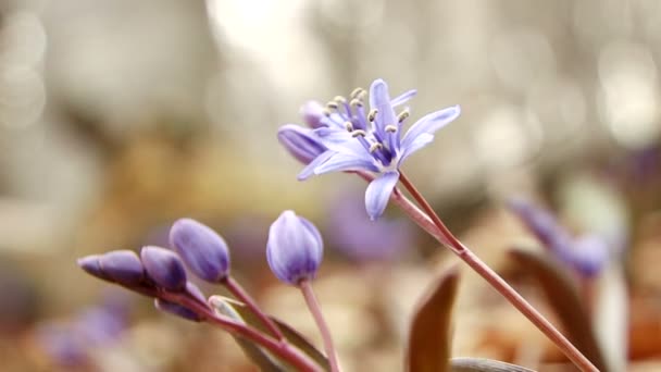 Första vårblommor — Stockvideo