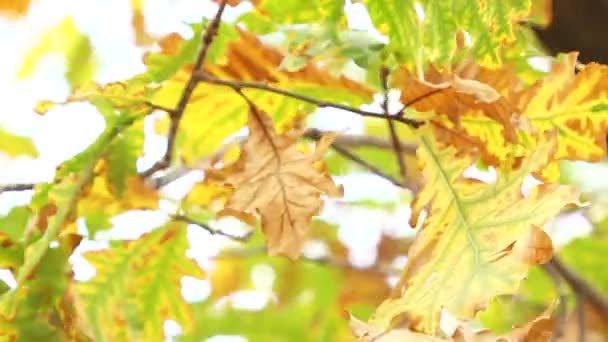 Yellow oak leaves blowing the wind — Stock Video