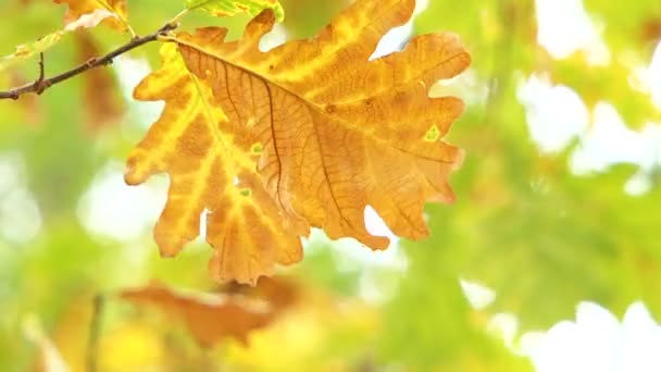 Hojas de roble amarillo soplando el viento — Vídeos de Stock