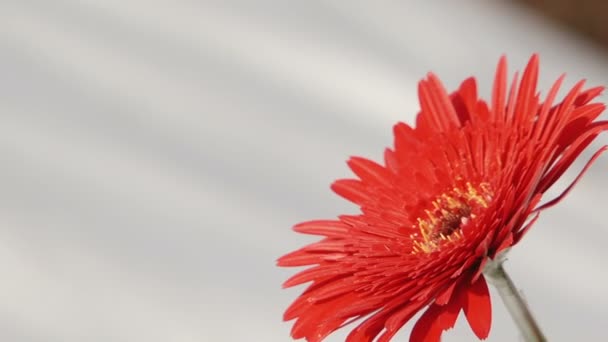 在雪上的红色非洲菊 — 图库视频影像