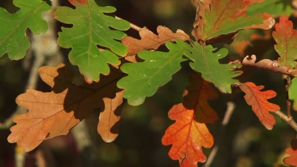 Gul oaken lämnar blåser vinden — Stockvideo