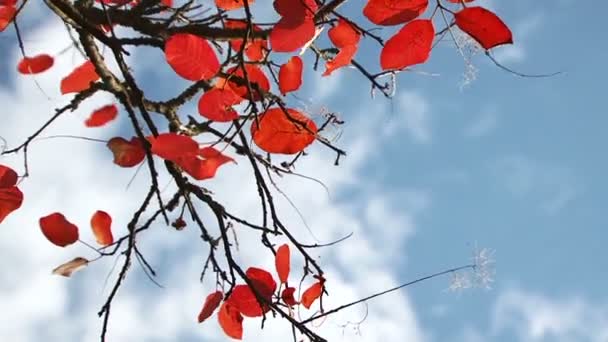 Větve s listy na podzim — Stock video
