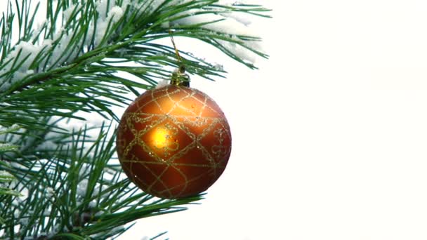 Close up of christmas ball on a fir tree branch — Stock Video