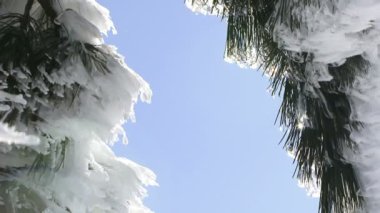 karlı köknar dalı ormanında kış