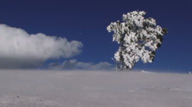 Yalnız ağaç karda