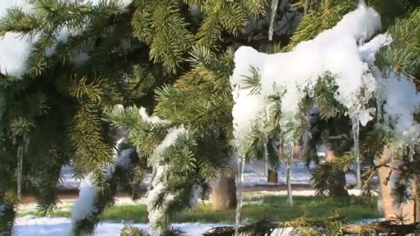 Снежная ветвь ели в лесу зимой — стоковое видео